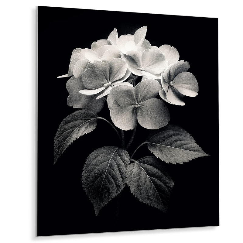 Hortensia en fleurs noir et blanc III - impression sans cadre sur métal, H 32 po x l 24 po x P 1 po