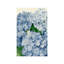 Peinture à l'huile bleu clair hortensia 12 x 18 pouces drapeau de jardin double face