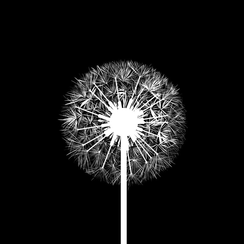Hillwood Dandelion Flower - Wrapped Canvas Print, 30cm H x 30cm W x 3.8cm D