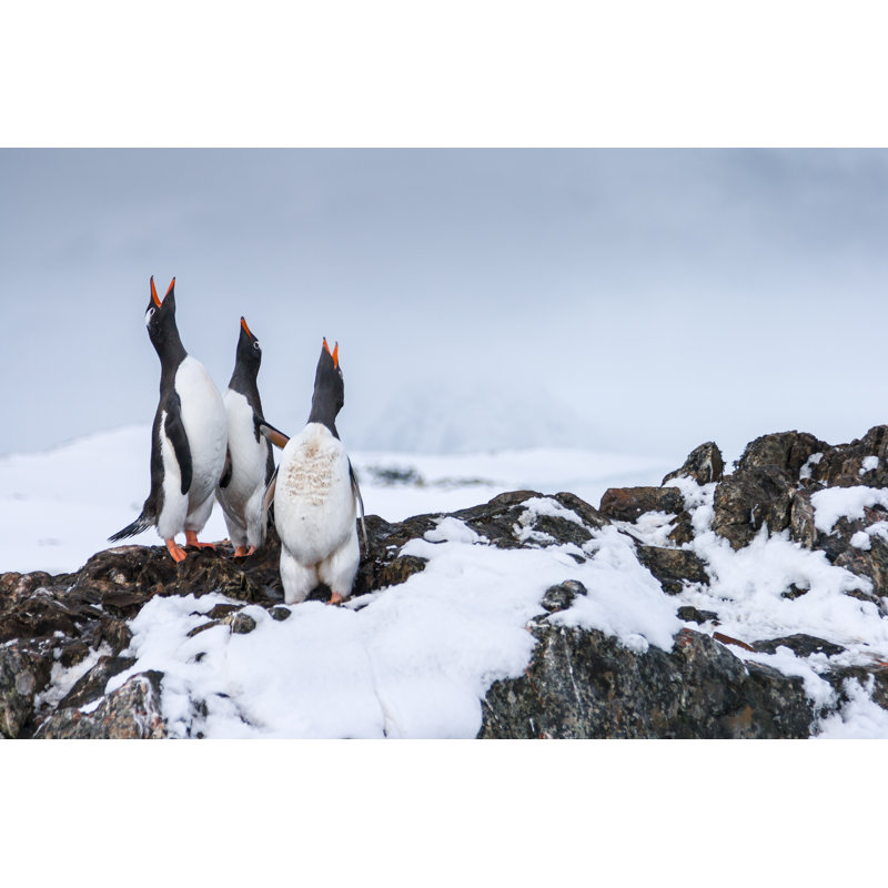 Gentoo Penguins In Antarctica by RobLilley - Wrapped Canvas Print, 51cm H x 76cm W x 3.8cm D