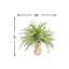 Feather Fern Arrangement with Shells