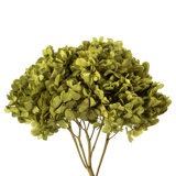Natural Botanicals 15" Hydrangea with Multiple Branch Segments, Preserved