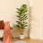 Adcock  Artificial Fiddle Leaf Fig Tree with Realistic Leaves and Natural Trunk, Potted Tree-212895788