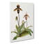 Magnolia Flowers Illustration Tab.43 by Frederick Sander - Wrapped Canvas-55312015
