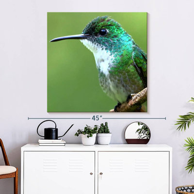 Colibri de Bramh