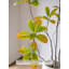 Ornement artificiel en ficus artificiel pour salon
