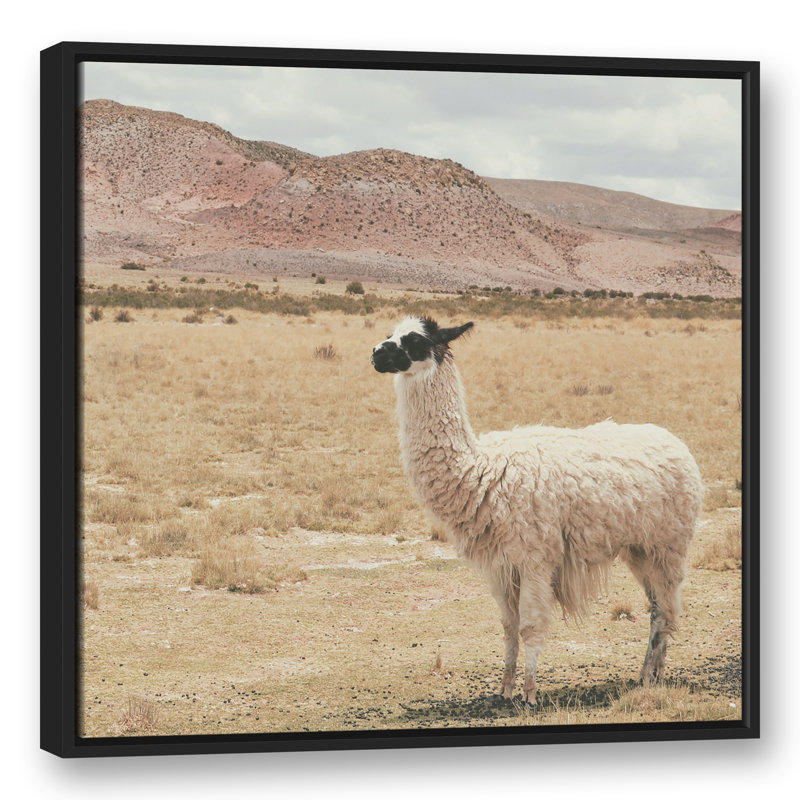 Lama dans un champ, H 31,75 po x l 31,75 po x P 1,75 po