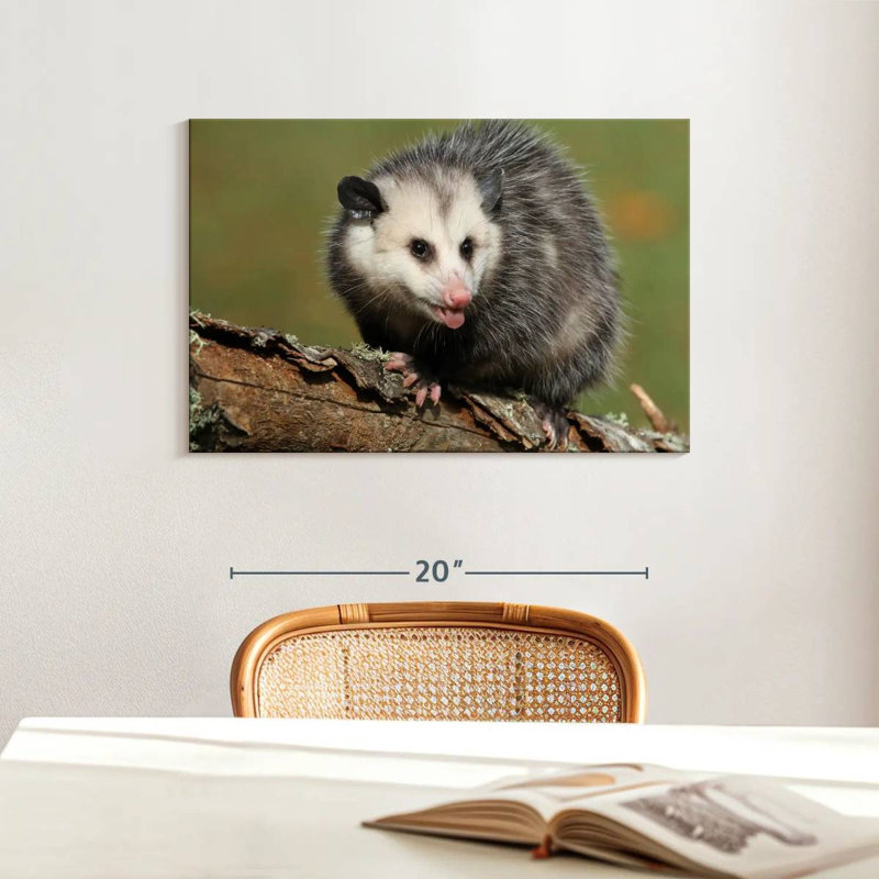 Brampt Angry Opossum, 16" H x 24" W