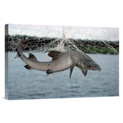 " Illegal Gillnet Fishing " Print