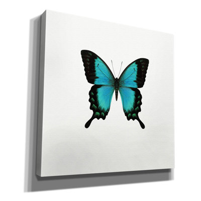 «Blue Butterfly» par PhotoINC Studio