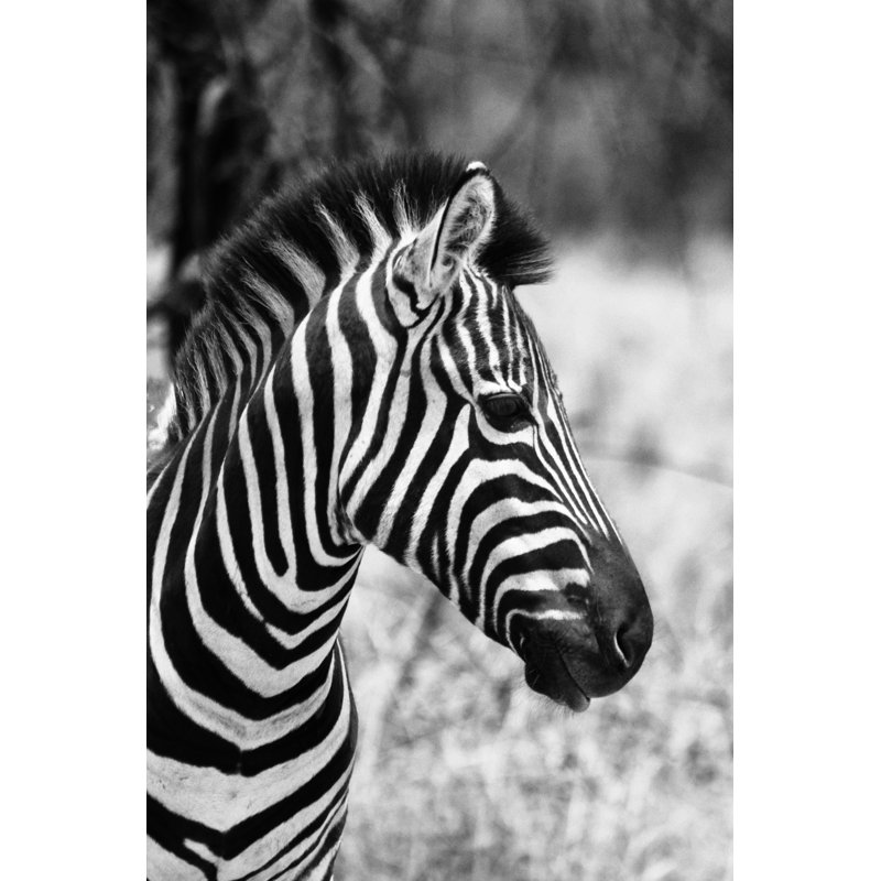 Charing Zebra - Wrapped Canvas Print, 30cm H x 20cm W x 3.8cm D