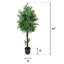 Olive Tree extérieur / intérieur