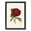 Illustration of a Red Japanese Camellia - Picture Frame Painting Print-55579538-55579541