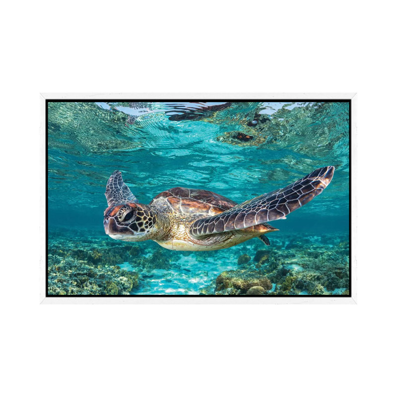 Learn To Fly by Jordan Robins - Print on Canvas, 66.04 cm H x 45.72 cm W, White Framed