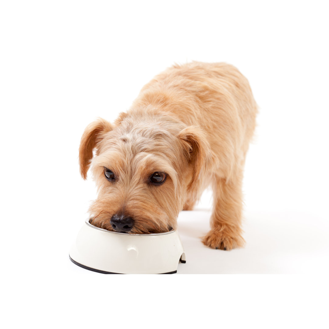 Leinwandbild Norfolk Terrier Dog Having a Meal