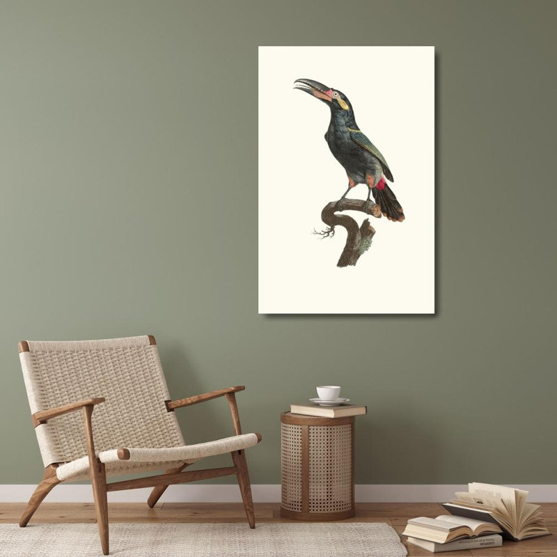 "Le mâle Aracari Koulik du Guyana." par Jacques Barraband - Art mural sur toile tendue avec châssis, H 40 po x l 28 po