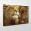 Cuddling Lions Photographic - Wrapped Canvas-19091817