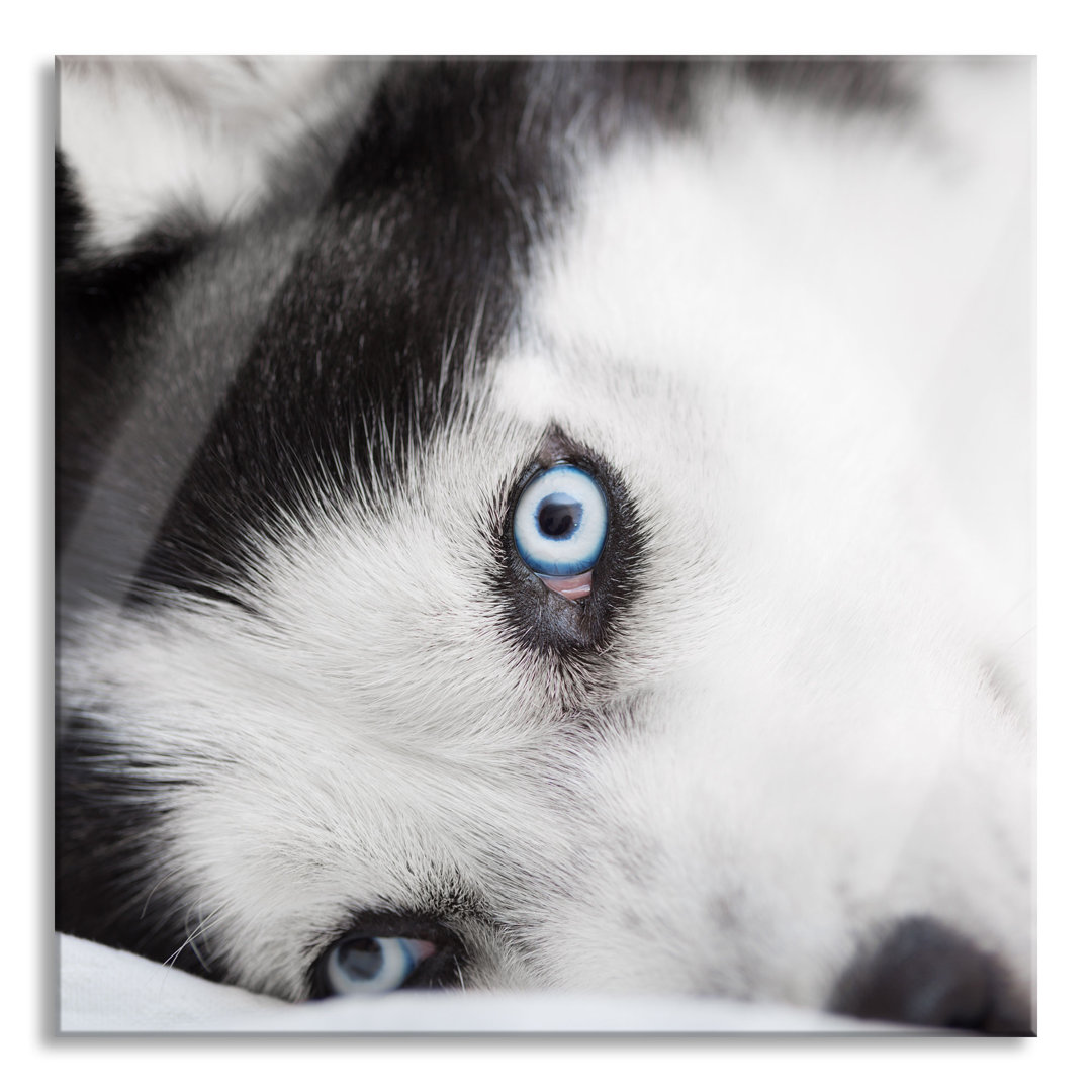 Glasbild Husky mit eisblauen Augen im Bett