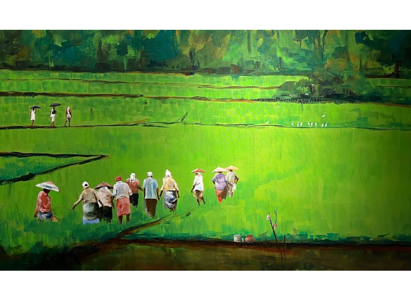 Green pady of Kerala