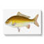 Yellow Carp Fish by Edward Donovan - Wrapped Canvas-55319966