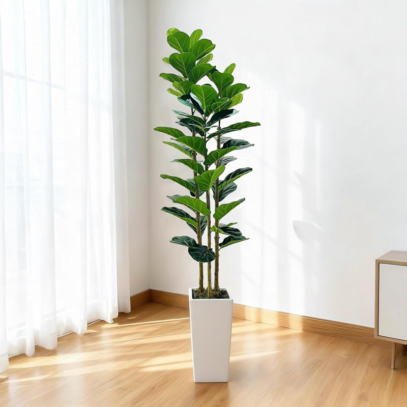 Plant, White