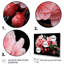 Cascade de fleurs roses suspendues - Fuschia-481269725-481269736
