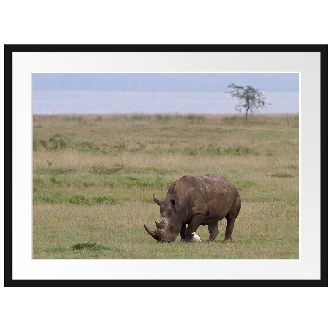 Gerahmtes Poster Großes Nashorn beim Fressen