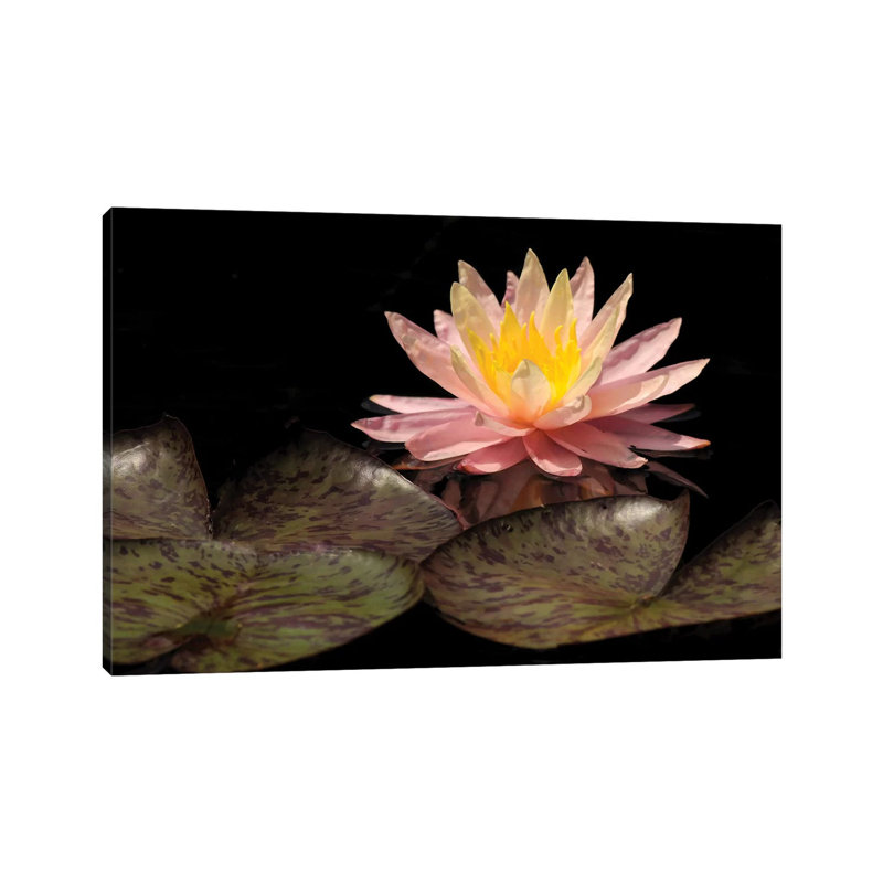 Pink Lily by Brian Wolf - Wrapped Canvas Print
