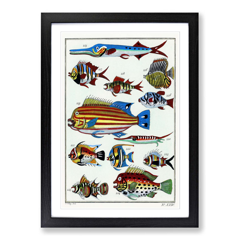 Exotic Fish Illustration - Picture Frame Painting Print, Black Framed, 36cm H x 27cm W x 2cm D