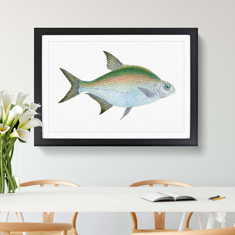 Bream Fish by Edward Donovan - Framed Print, Black Framed, 36cm H x 48cm W x 2cm D