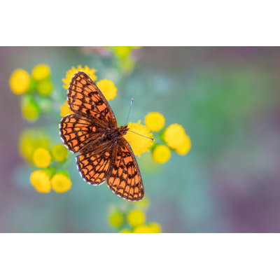Heath Fritillary Butterfly - Wrapped Canvas Print
