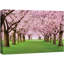 Art sur toile, chemin de fleur de cerisier en fleurs-101090467-101090463