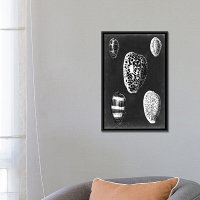 " Alabaster Shells VI " by Vision Studio