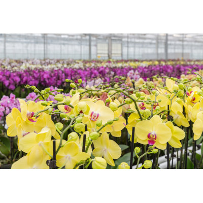 Colorful Yellow Orchid Flowers Growing In A Greenhouse by Kruwt - Wrapped Canvas Print