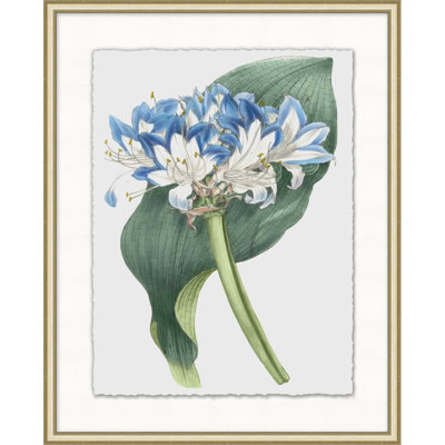Floral Study 11 Print