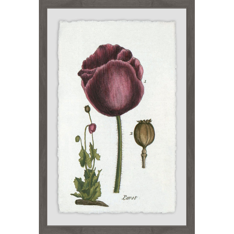Tulipe Mauve - Single Picture Frame Print, 91 cm H x 61 cm W x 4 cm D