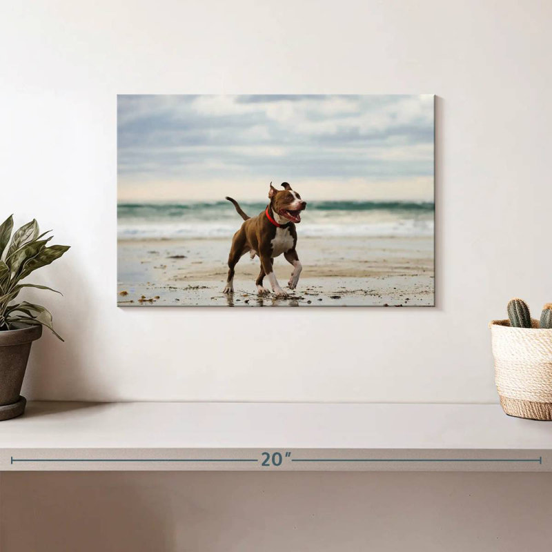 Brampt Pit Bull On Beach, 8" H x 12" W