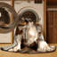  Tapis lavable Cocker Spaniel-951359625
