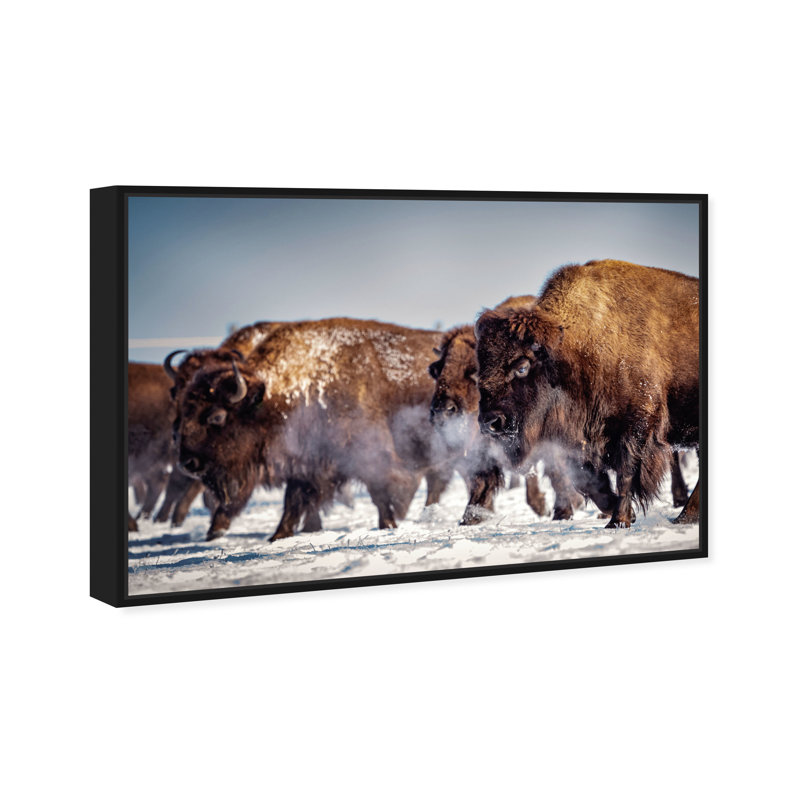 Buffalo Herd In A Snow Landscape Print, 31" H x 46" W, Black Framed