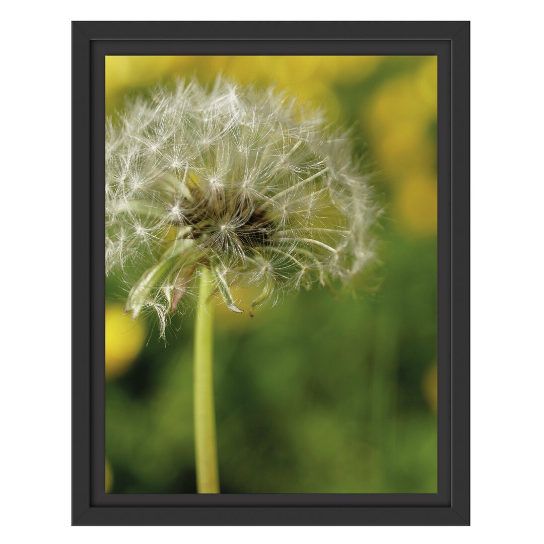 Gerahmtes Wandbild Pusteblume auf Wiese