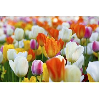 Garden Bed Of Colourful Tulip Flowers by BeyondImages - No Frame Art Prints on Canvas