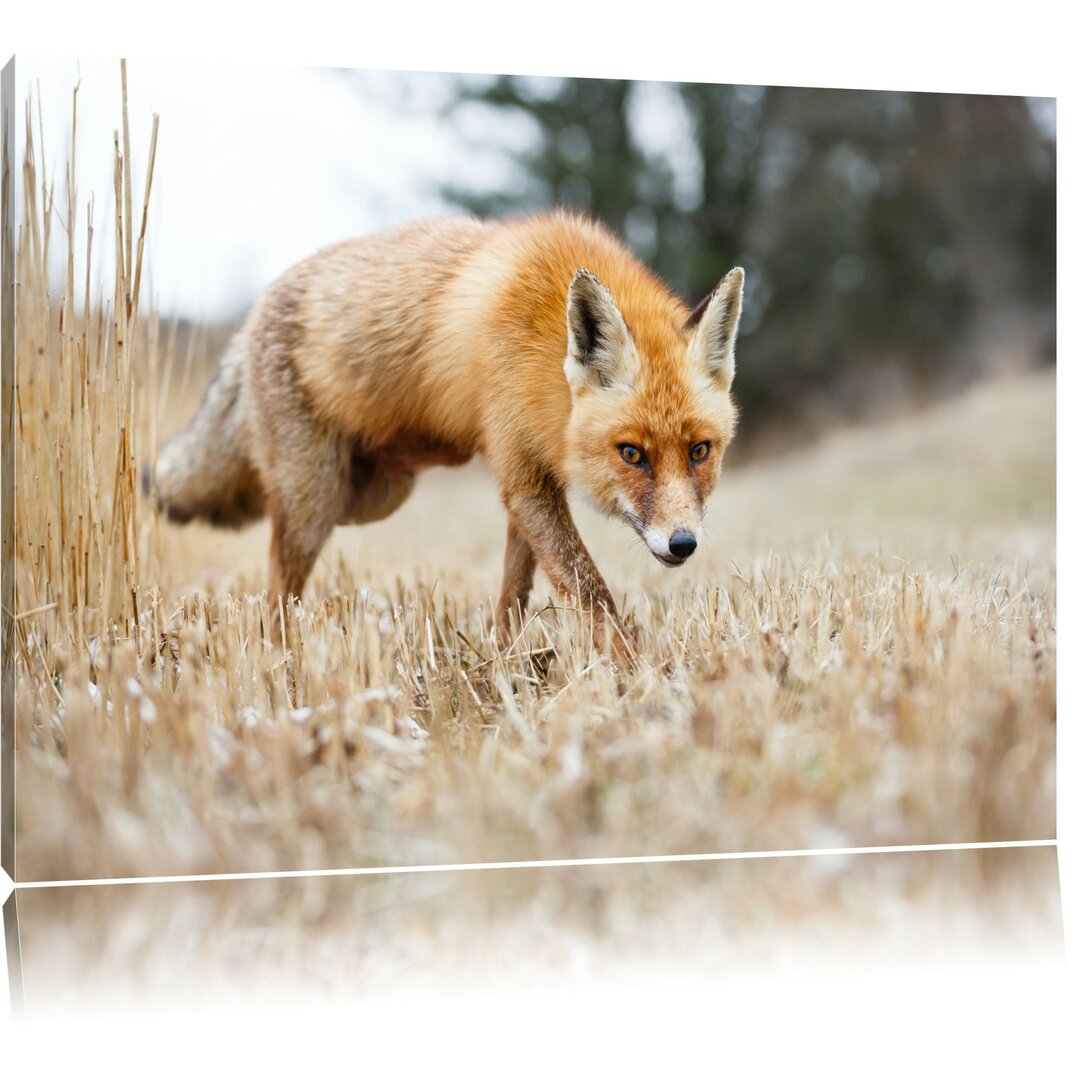 Leinwandbild Schöner Fuchs