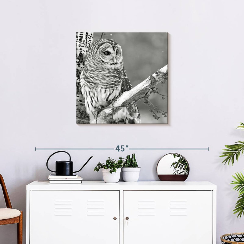 Brampt White Owl BW, 24" H x 24" W