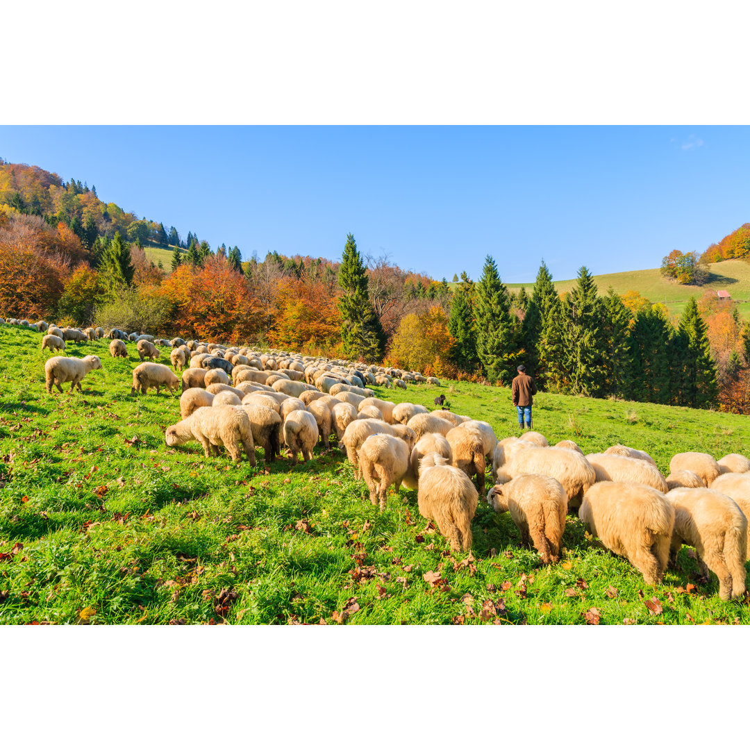 Schafsherde - Druck