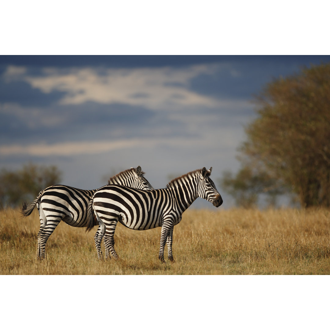 Zwei Zebras Stehend In Afrikanischem Flachland Reservat by GP - Leinwandbild