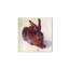 Field hare by Albrecht D 58x58 Cm Frameless Panel Lightweight Ready to Hang-2020958354