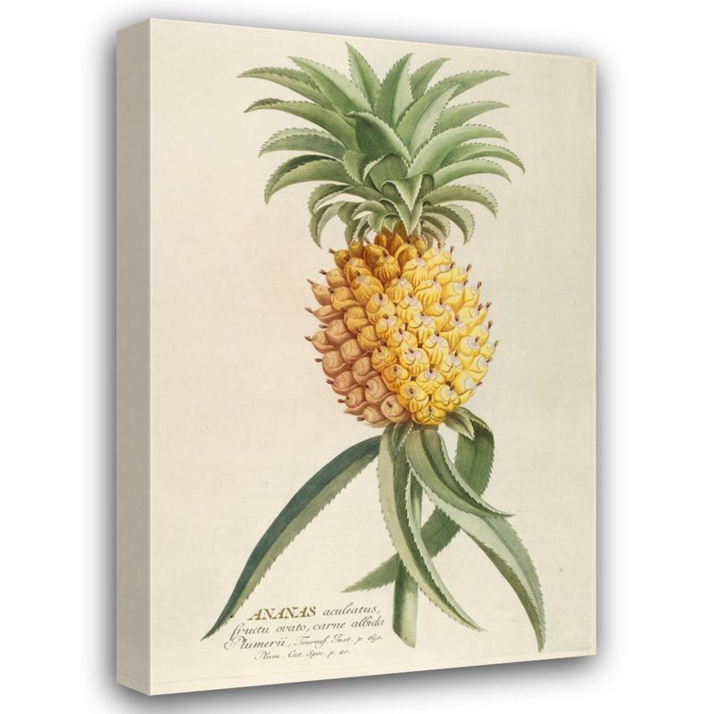 "Pineapple" par Georg Dionysius Ehret - Art mural sur toile tendue avec châssis, H 40 po x l 28 po