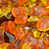 Golden Harvest is out of stock