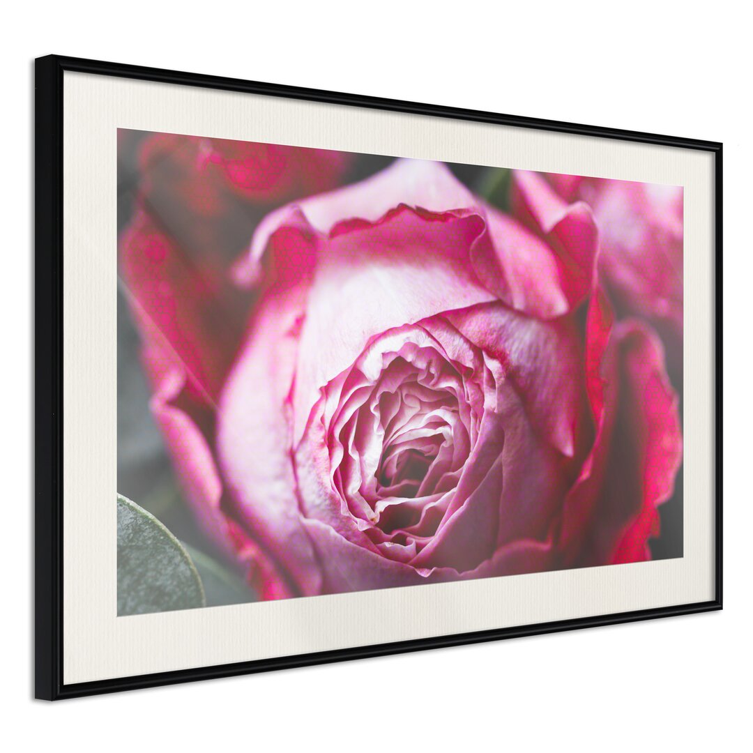 Gerahmtes Poster Blooming Rose