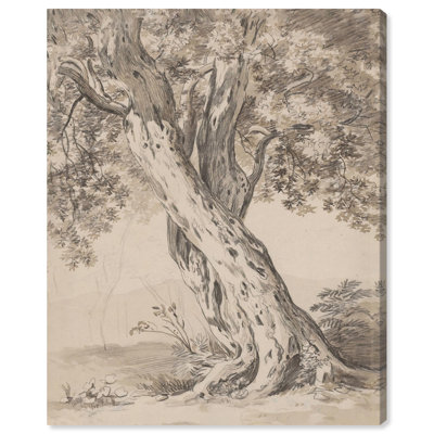 Two Intertwined Oak Trees 800 Canvas Classic Sketches by 